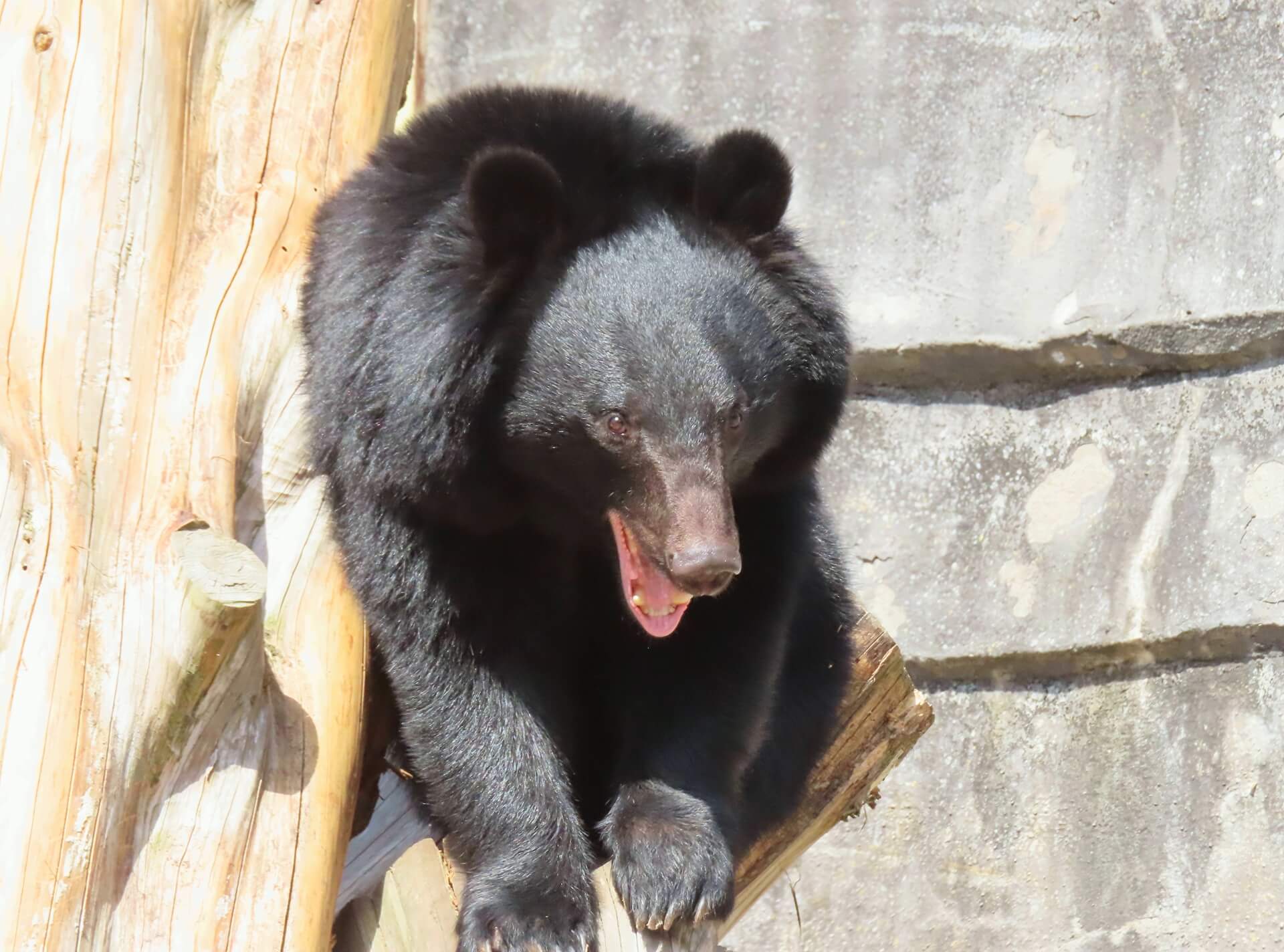 【会津若松・喜多方・福島】市街地でクマ被害多発のワケ