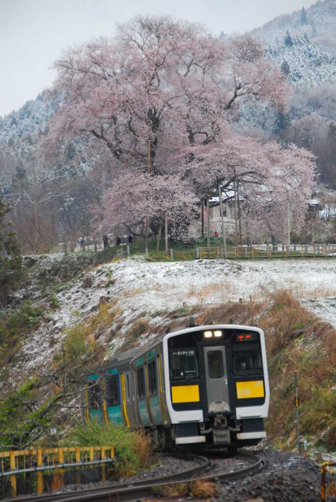 水郡線の脇で咲き誇る「戸津辺の桜」（矢祭町、２０１４年撮影）