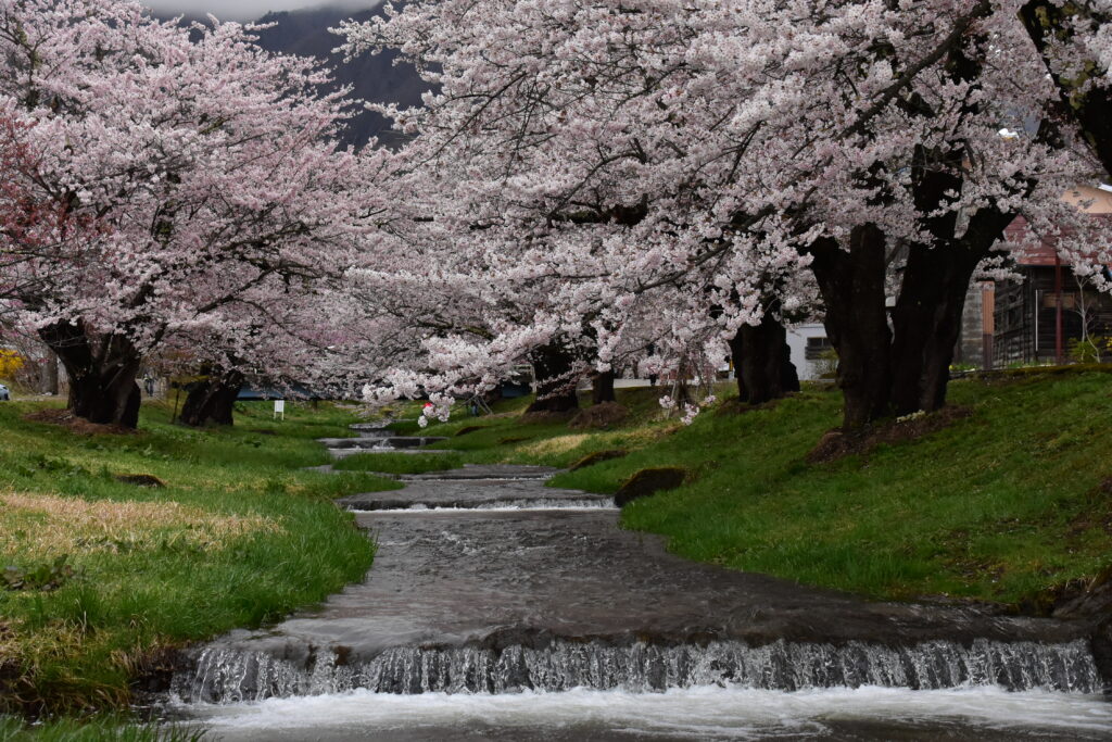 観音寺川の桜並木
（猪苗代町、2021年撮影）

