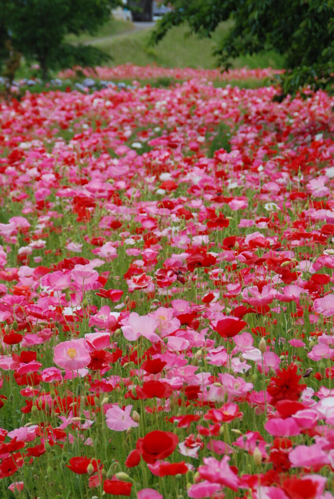 二井屋公園に咲くポピー（伊達市、２０１６年撮影）