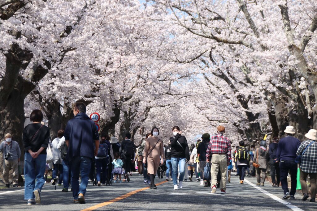 【富岡町】多くの花見客でにぎわう夜の森の桜並木