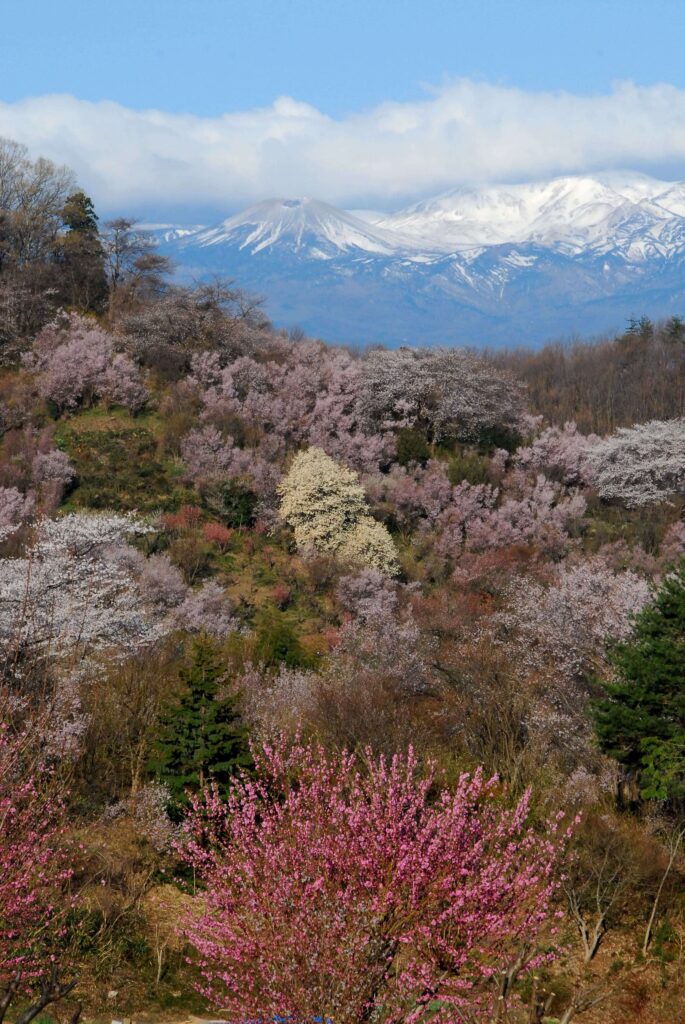 花見山から望む吾妻小富士（福島市）
