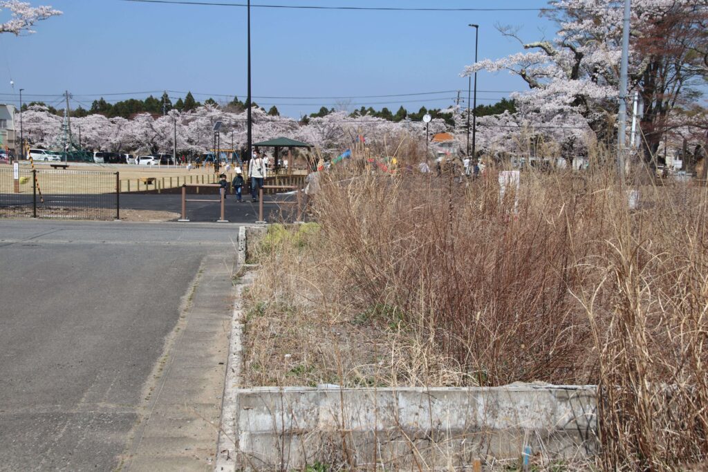 【富岡町】にぎわう夜の森公園の隣接地には除染などで解体された住宅の跡が残る 