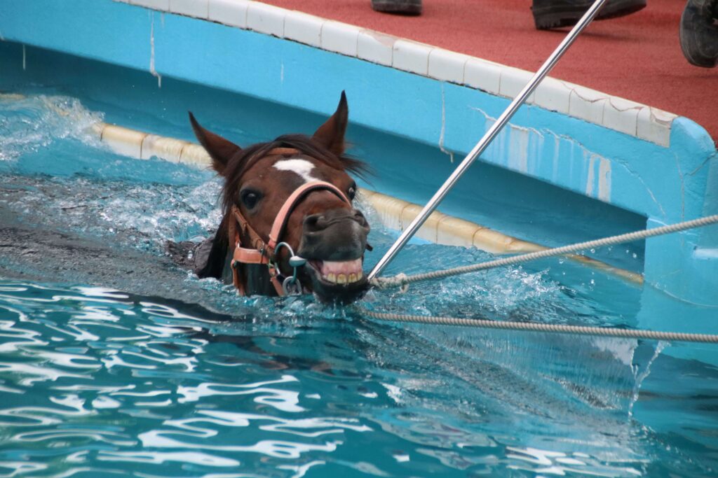 プールで泳ぐ療養馬