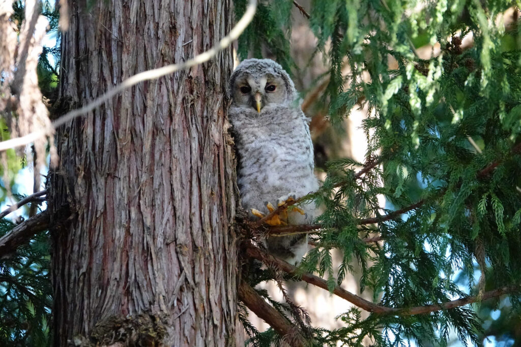 杉の木に寄りかかるフクロウの幼鳥（5月4日、福島市在住・Sさん撮影）