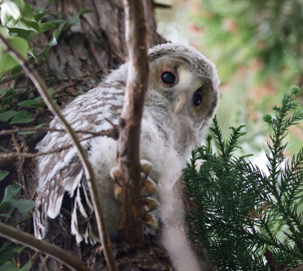 今年最初に巣立ったフクロウの幼鳥。下を覗き込む表情がかわいらしい（5月3日、伊達市の写真愛好家・Ｎさん撮影）