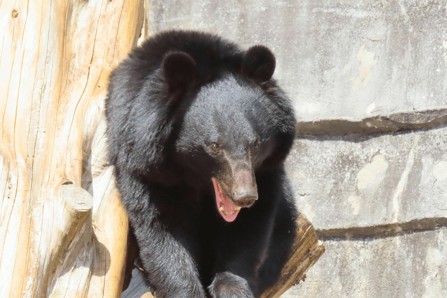 クマの市街地出没に脅かされる福島