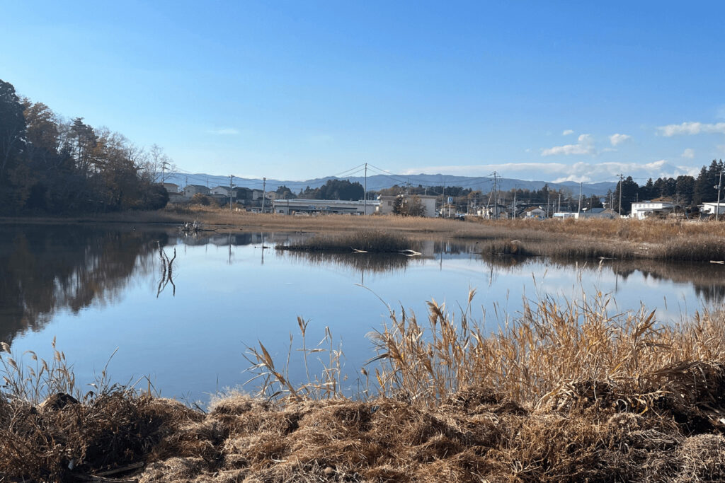 野崎湿地