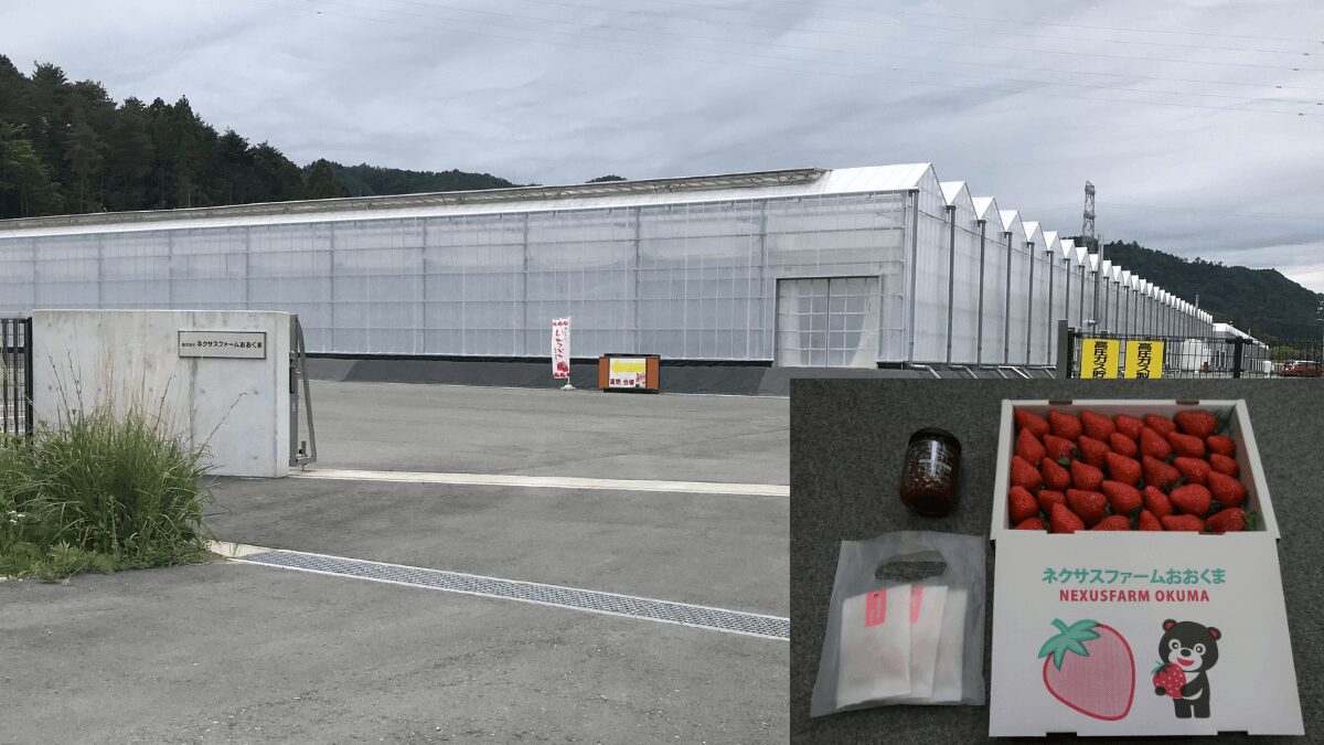 やっぱり甘くなかった大熊イチゴ栽培事業