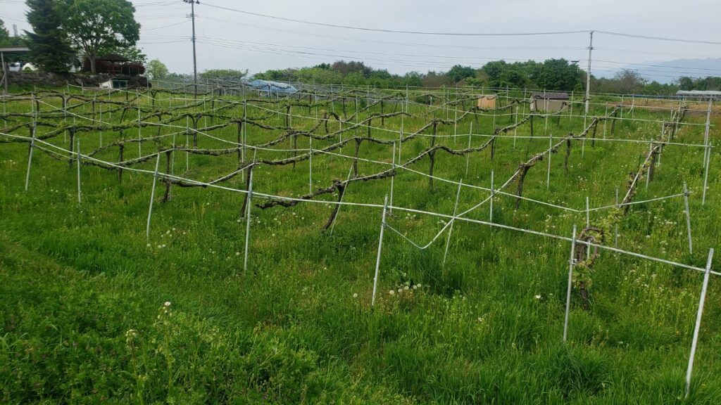 ブドウの果樹棚。パイプが歪んでいる様子が分かる(会津美里町)