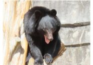 〝定説〟を覆す浜通りクマ目撃情報増加