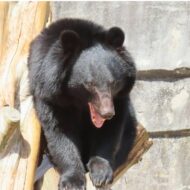 〝定説〟を覆す浜通りクマ目撃情報増加