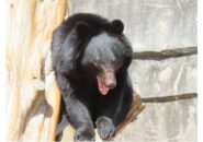 〝クマ禍〟に見舞われた喜多方市山都町