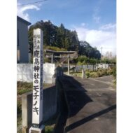 鹿嶋神社のモチノキを無断伐採⁉️