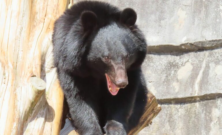 【会津若松・喜多方・福島】市街地でクマ被害多発のワケ